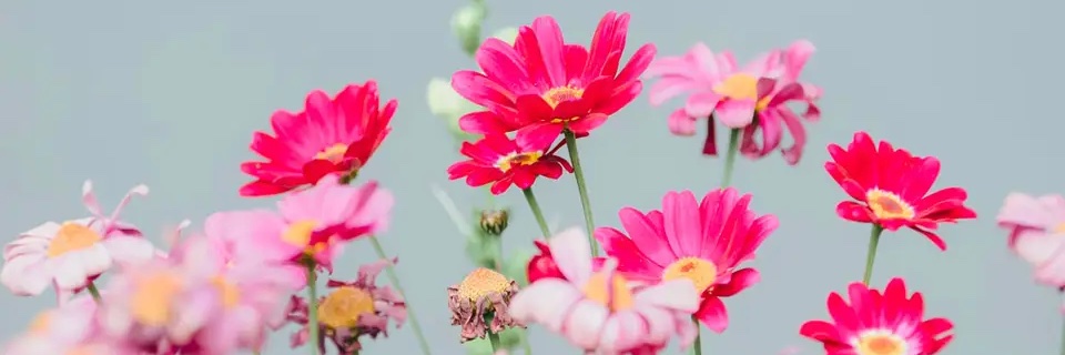 debbie_herb's profile banner image