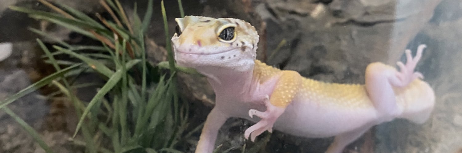 zobeebs's profile banner image