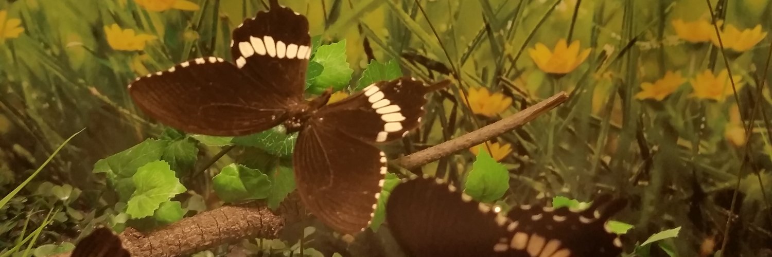 Nur4313's profile banner image