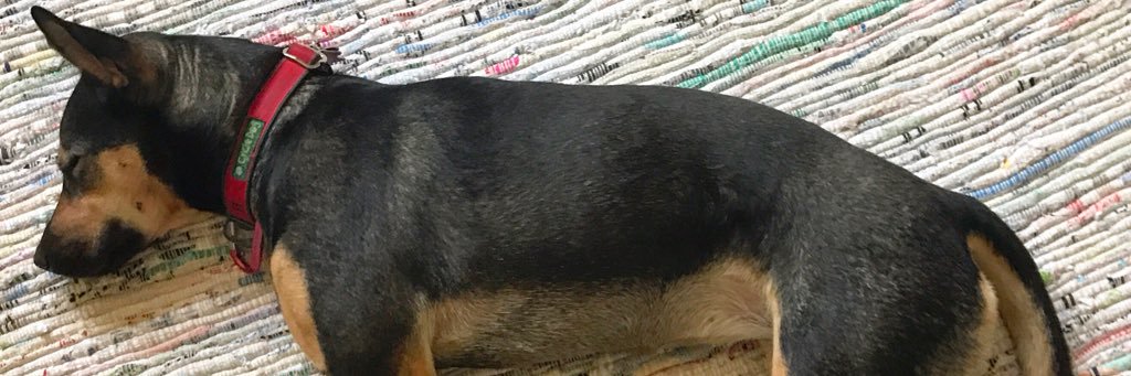 Andrew Jackson banner