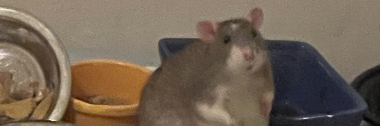 LoL_Gaboomer's profile banner image