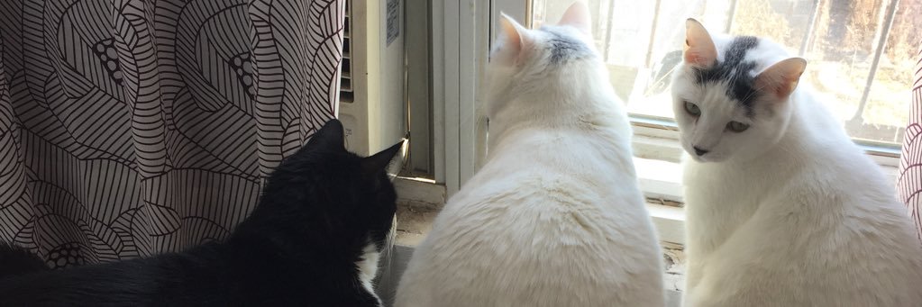 ThisIsUsCats's profile banner image