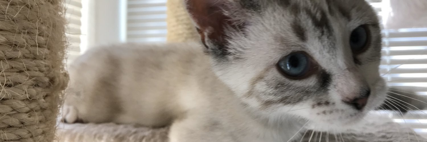 Nian73's profile banner image
