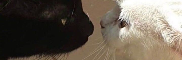 nxcham's profile banner image