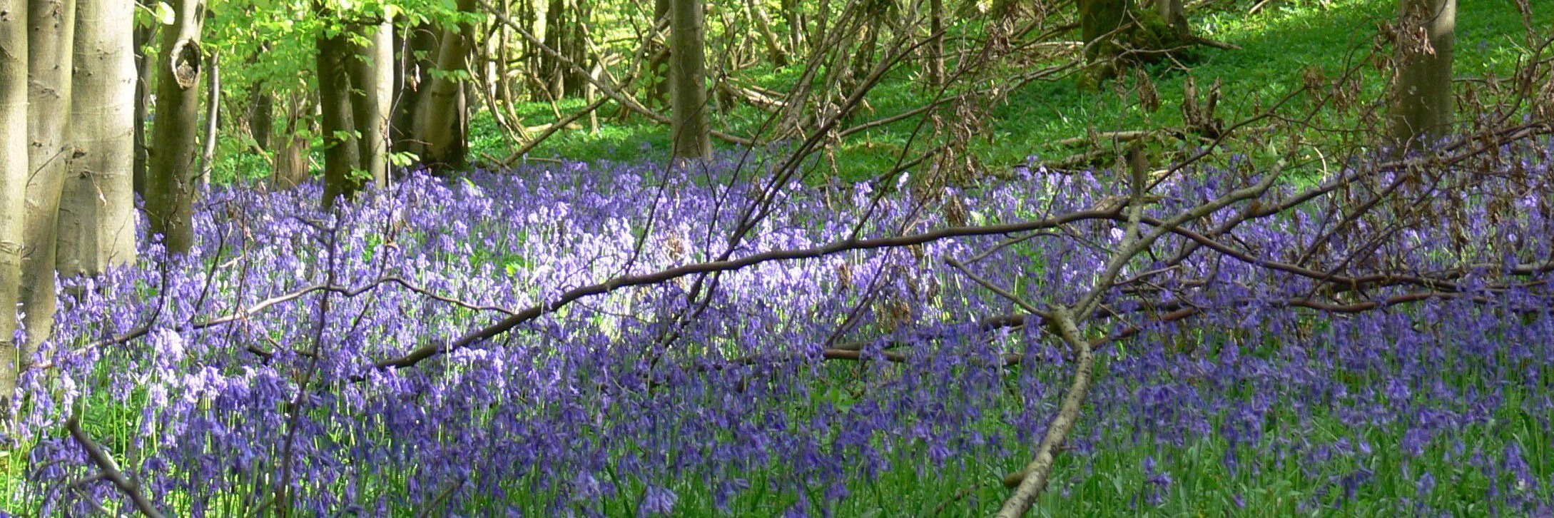 Click On Nature banner