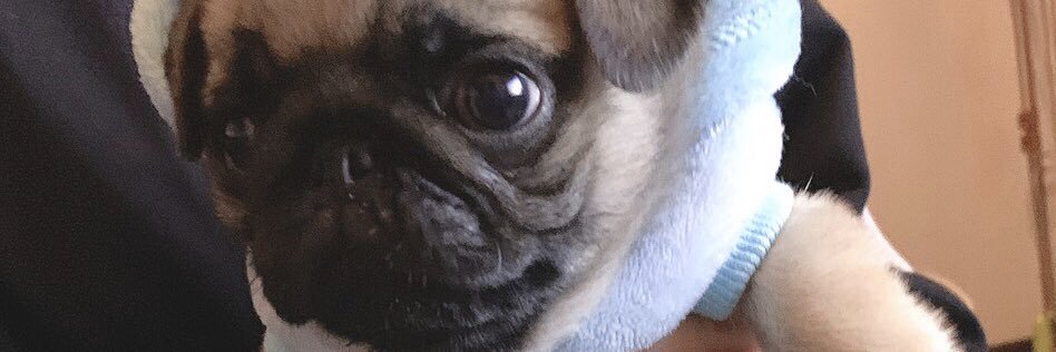 pgqgtjtn's profile banner image