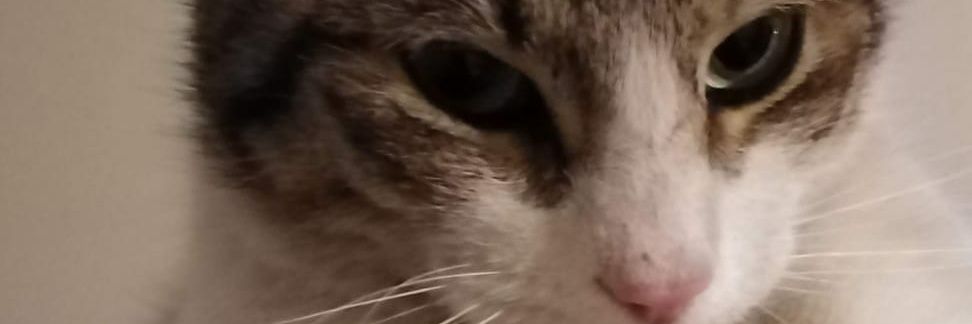 Elianawolf's profile banner image