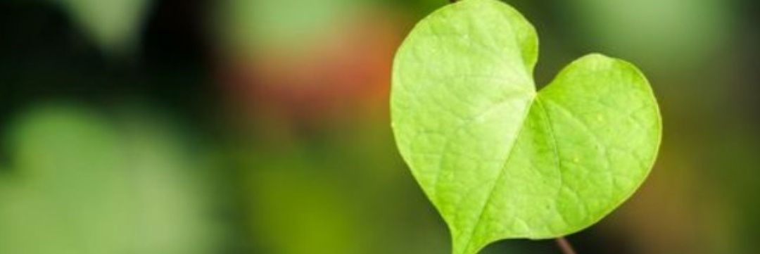 mojdeh137's profile banner image