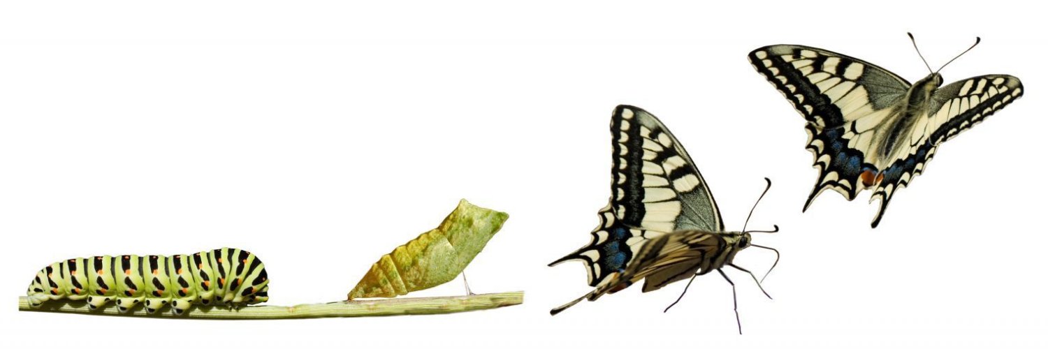 Botlhe Jane Kgosimore banner