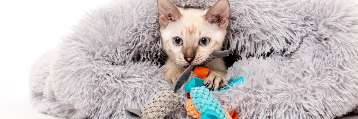 Litterbox banner