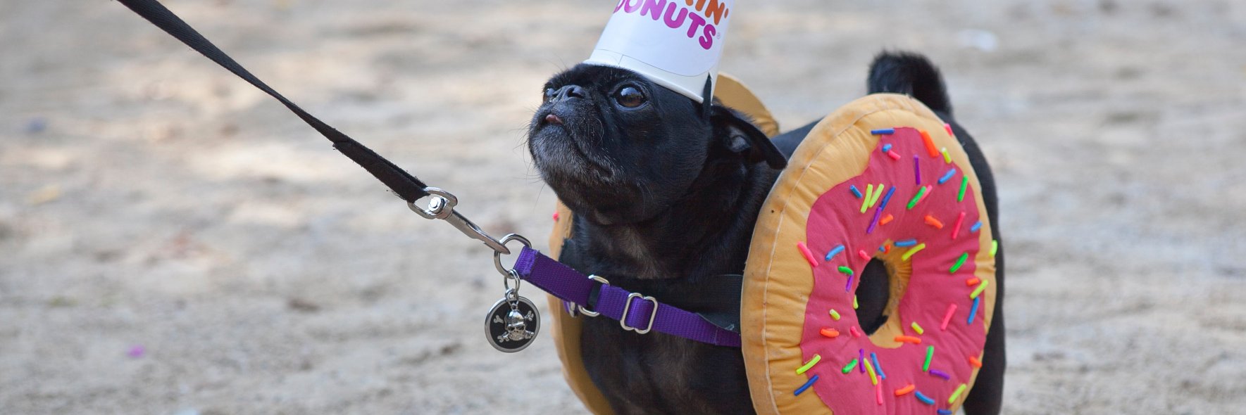 elena eli belyea banner