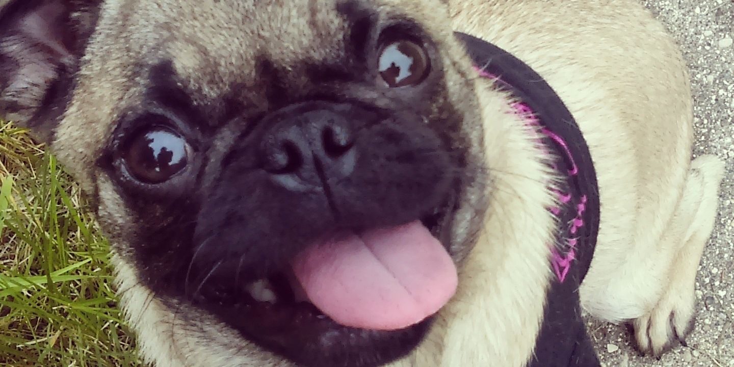 Luna_The_Pug's profile banner image