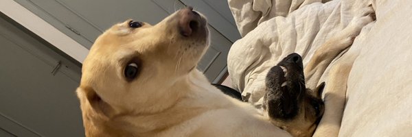 lauravicente Profile Banner