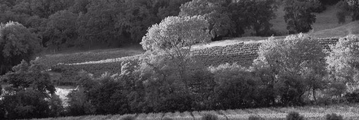 DevilProofWines's profile banner image