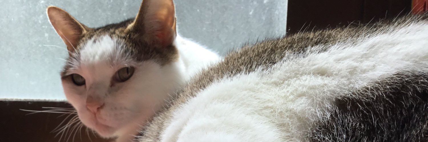 1341_Moon's profile banner image