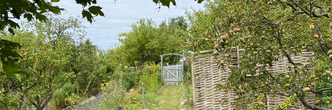 Asteraceae Ⓥ banner