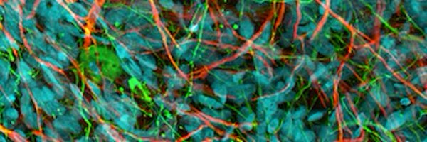 StemCellsAus Profile Banner