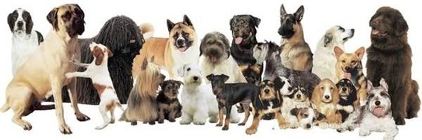 DogslostUK's profile banner image
