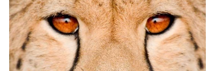 cheetahjess's profile banner image
