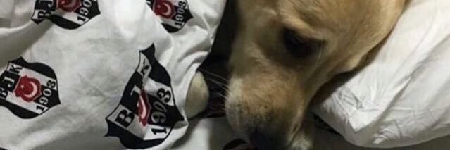 hakansinak's profile banner image