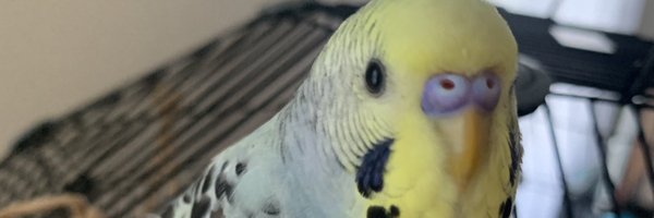 MartinaFrh Profile Banner