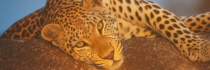 caroll_c4's profile banner image