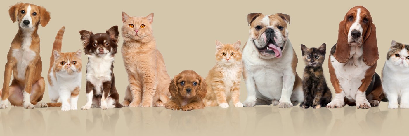 Lost Pets Retweeted banner