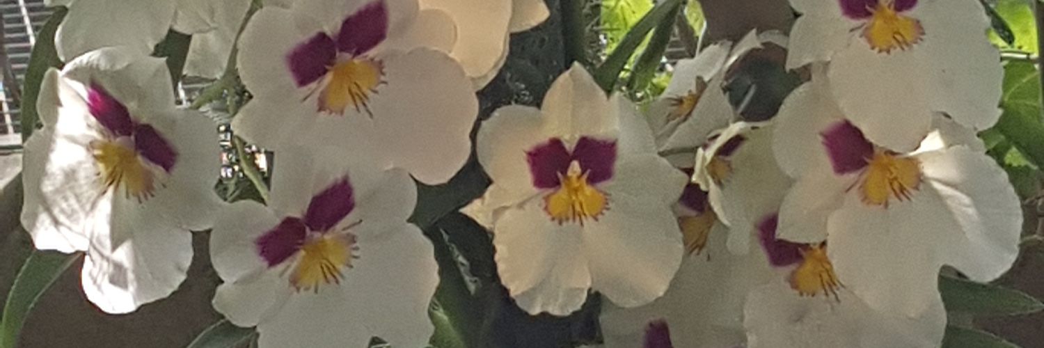 arnod308's profile banner image