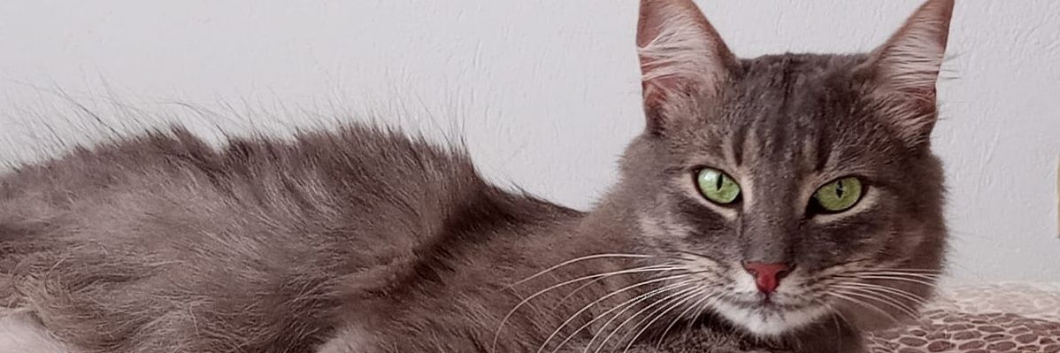 JarentRodriguez's profile banner image