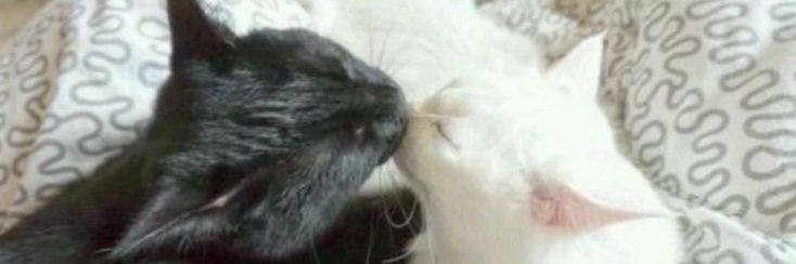 catsbrothel's profile banner image