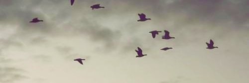 asdaskja's profile banner image