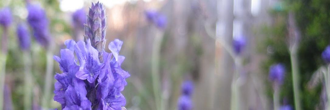 Popular_plants's profile banner image