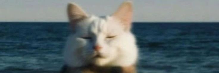 gulbeyzaaaa's profile banner image