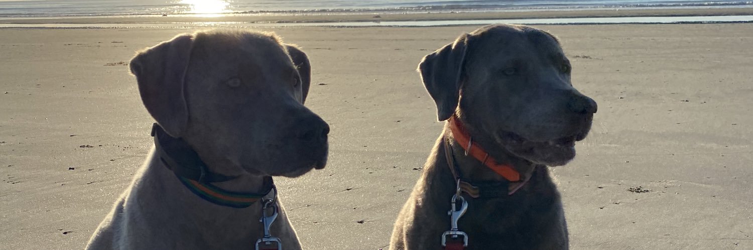 lilly&sully🇺🇸 banner