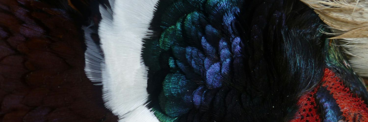 shook banner