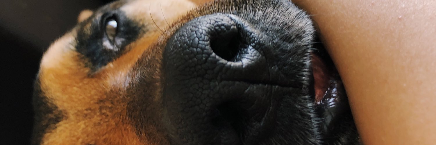 MagadoMiojo's profile banner image