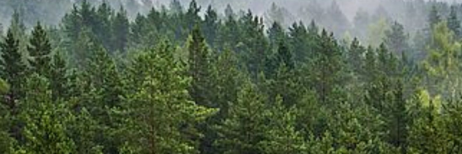 albertdevic's profile banner image