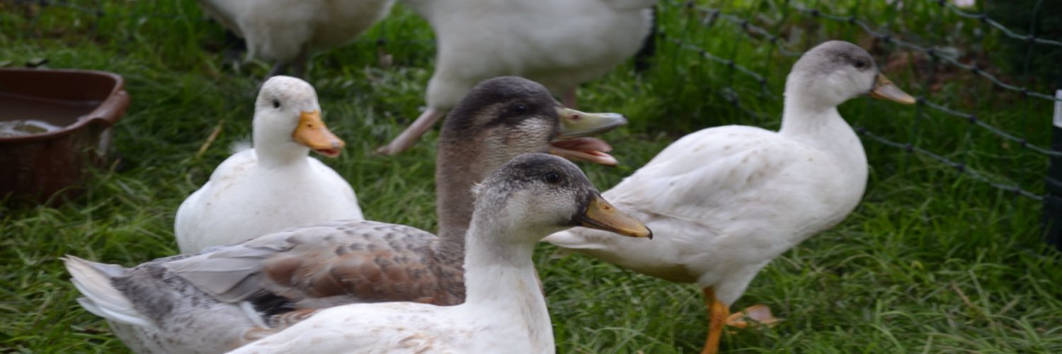 Hatchingchicks's profile banner image