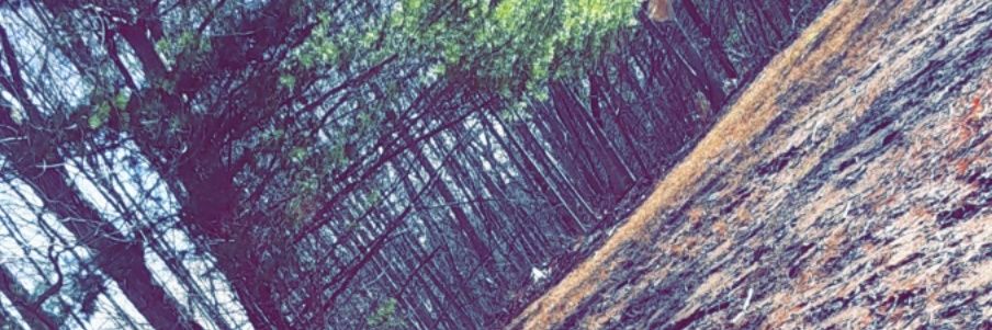 ThatBurnsBoy's profile banner image