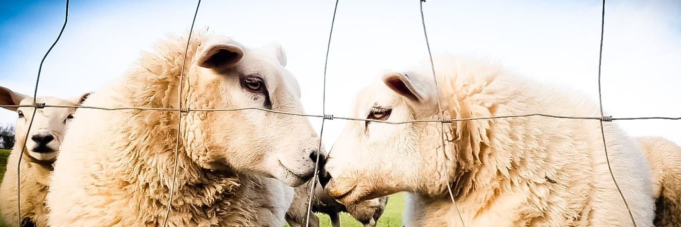 amanda williams banner