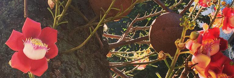 SMNardeli's profile banner image