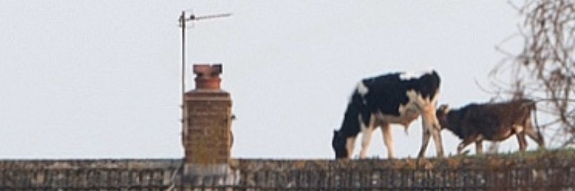 nextlevelrebe's profile banner image