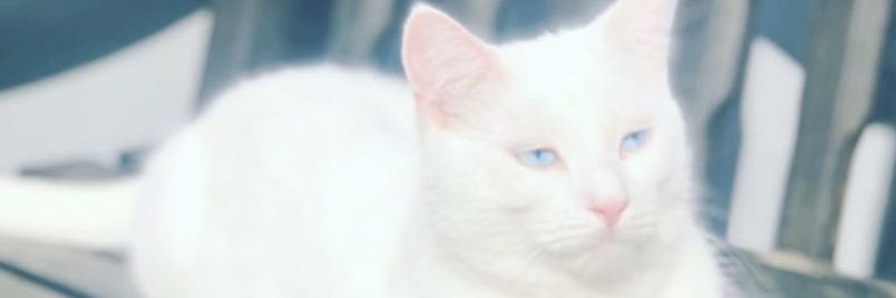 _Robyncharlotte's profile banner image
