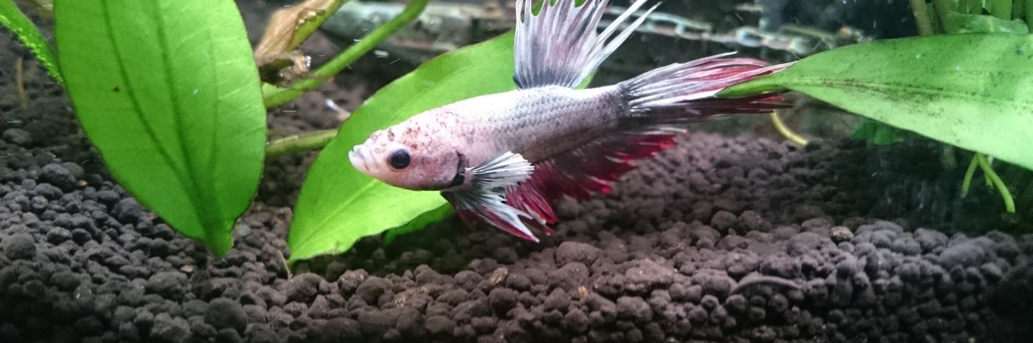 Adam Kwiatkowski banner