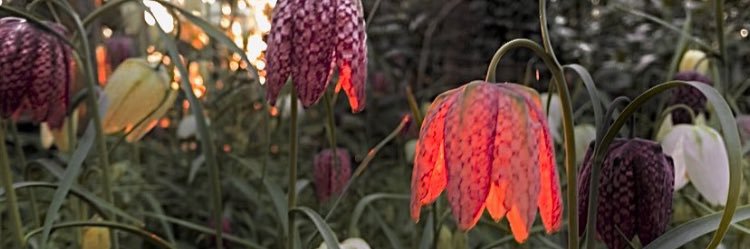 ChanHarrisJohn's profile banner image
