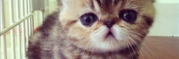 don_caffee Profile Banner