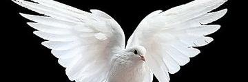 edith_tots's profile banner image