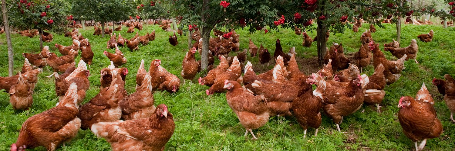 NFU_Poultry's profile banner image