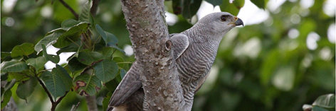 PeperPotNP's profile banner image