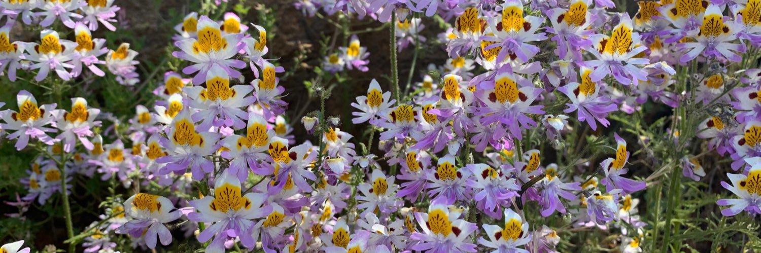 Gabriela Nazal banner